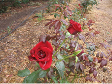 ������ ����� 