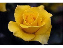 ���� �������������� "�������"