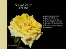 ���� ���� ���