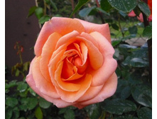 ����� ������