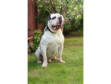 ������ ���