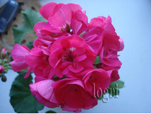 PAC Shocking Pink
