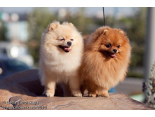 Aljens Sanji of lenette � ������