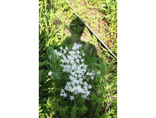 ���� ������, ��� ������