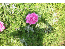 � �� ��� ������ �����...