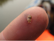 �������� ����� - ������ ������ �� ����. ��� �����, ��� ���?