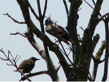 ����������� ��� �����