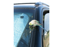 �� ����� �����