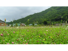 ����� ��� �������...