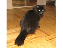 ���� ����� �����