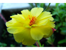 �������� �������� (������)