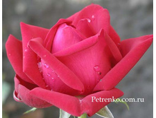 ���� �����