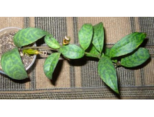 ���������� ���������