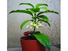 ��� �����������