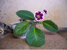 ���������