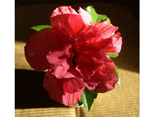 �������� (�����)