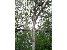 ��ң�� � ����� ������