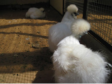 ��������� ۣ������ �����