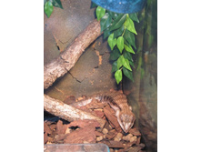 ���������� �����