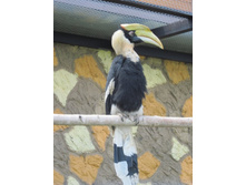 ���أ���� �����