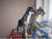 ������ ���������