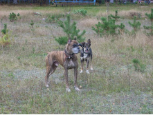 ��� �� �������