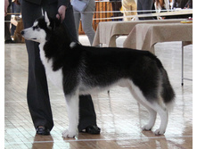 "�������-2009" ���, ���