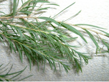 melaleuca alternifolia