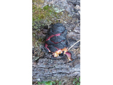 �����, ���������� � ������