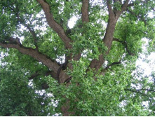 ��� ��������� ��������� (1)