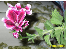 �������� ����������