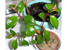 ��������� ������