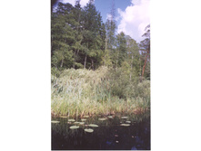 �� ������� �� �����