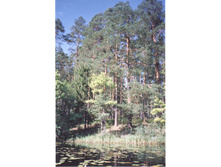 ������� �� �����