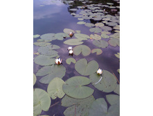 �� ������� � �������� �� �����. 