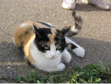 ��� ����