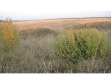 ��� ������ �����)