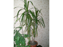 ������� �����������