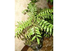 ������� ������