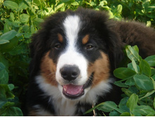 ������ 3 ������.