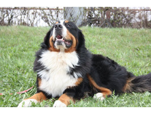 ��� ��� ����� 2 ����