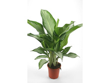 ��������� ���������