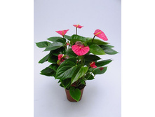 �������� ����� ��� ���