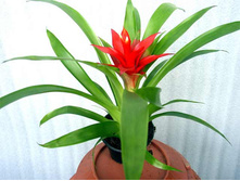 �������� ����