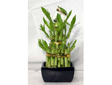 ������� ���� �����