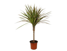 ������� ���������