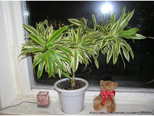 ������� ����� �����