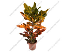 ������ ���������