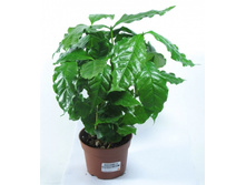 ���� �������