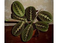 ������� ��������